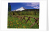 Mt. Hood viewed from Summit Meadows by Anonymous