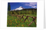Mt. Hood viewed from Summit Meadows by Anonymous