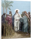 The apostles gathered ears in the day of rest. Engraving. Colored. by Anonymous