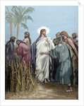 The apostles gathered ears in the day of rest. Engraving. Colored. by Anonymous