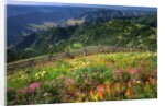 Buckhorn Viewpoint & Imnaha River Valley by Anonymous