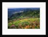 Buckhorn Viewpoint & Imnaha River Valley by Anonymous