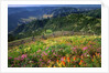 Buckhorn Viewpoint & Imnaha River Valley by Anonymous