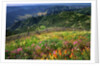 Buckhorn Viewpoint & Imnaha River Valley by Anonymous