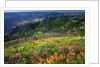 Buckhorn Viewpoint & Imnaha River Valley by Anonymous