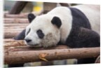 Giant Panda, Chengdu, China by Anonymous