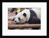 Giant Panda, Chengdu, China by Anonymous