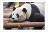 Giant Panda, Chengdu, China by Anonymous