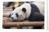 Giant Panda, Chengdu, China by Anonymous