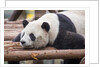 Giant Panda, Chengdu, China by Anonymous