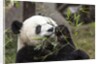 Giant Panda, Chengdu, China by Anonymous