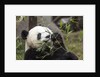 Giant Panda, Chengdu, China by Anonymous