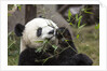 Giant Panda, Chengdu, China by Anonymous