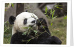Giant Panda, Chengdu, China by Anonymous