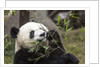 Giant Panda, Chengdu, China by Anonymous
