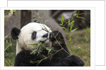 Giant Panda, Chengdu, China by Anonymous