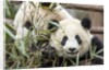 Giant Pandas, Chengdu, China by Anonymous