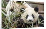 Giant Pandas, Chengdu, China by Anonymous