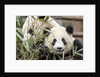 Giant Pandas, Chengdu, China by Anonymous