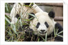 Giant Pandas, Chengdu, China by Anonymous