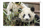 Giant Pandas, Chengdu, China by Anonymous