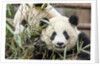 Giant Pandas, Chengdu, China by Anonymous