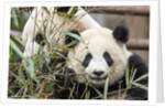 Giant Pandas, Chengdu, China by Anonymous
