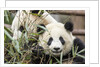 Giant Pandas, Chengdu, China by Anonymous