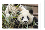 Giant Pandas, Chengdu, China by Anonymous