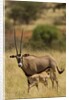 Bisea oryx by Anonymous
