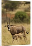 Bisea oryx by Anonymous