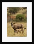 Bisea oryx by Anonymous