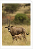 Bisea oryx by Anonymous