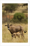 Bisea oryx by Anonymous