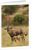 Bisea oryx by Anonymous