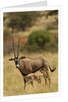 Bisea oryx by Anonymous