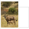 Bisea oryx by Anonymous