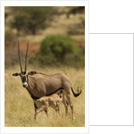 Bisea oryx by Anonymous
