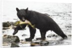 Black bear fishing by Anonymous