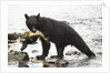 Black bear fishing by Anonymous