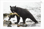 Black bear fishing by Anonymous