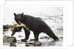 Black bear fishing by Anonymous
