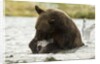 brown bear eating fish by Anonymous