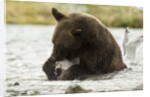 brown bear eating fish by Anonymous