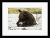 brown bear eating fish by Anonymous