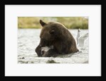 brown bear eating fish by Anonymous