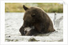 brown bear eating fish by Anonymous