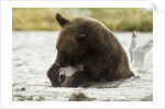brown bear eating fish by Anonymous