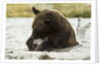 brown bear eating fish by Anonymous