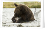 brown bear eating fish by Anonymous
